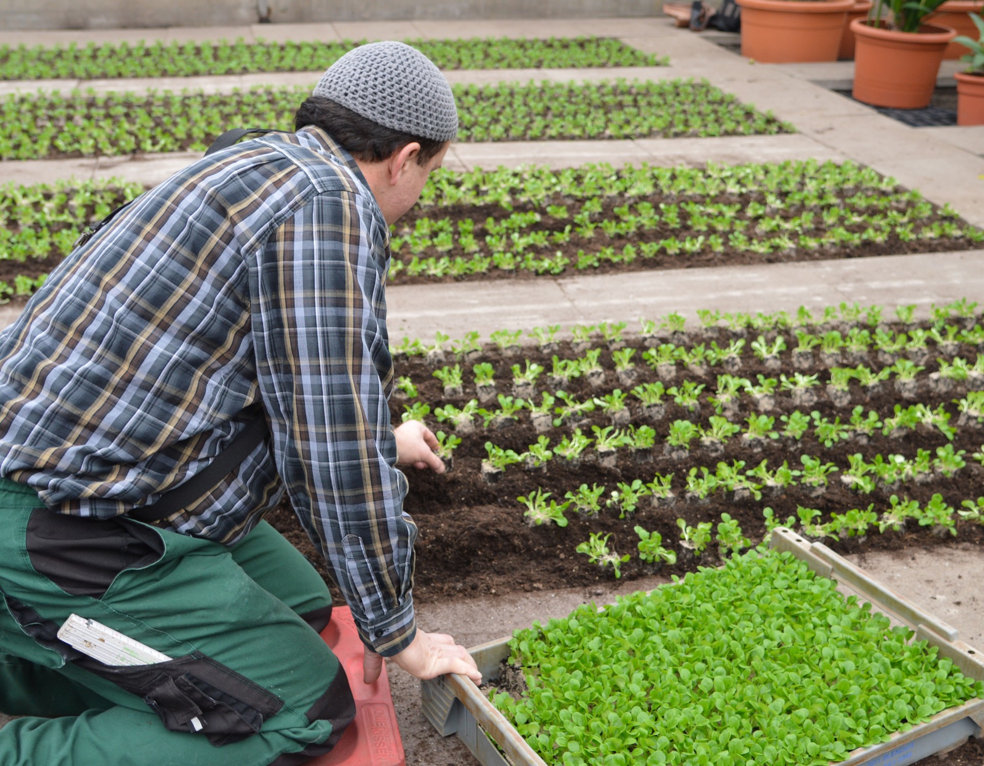 Ein Mann kniet vor einem Beet und pflanzt Salat an