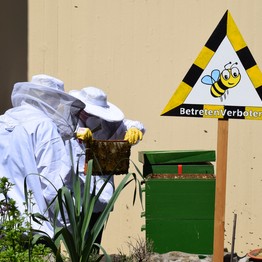 Patienten mit Imkerhüten sehen nach den Bienen in der Beute.